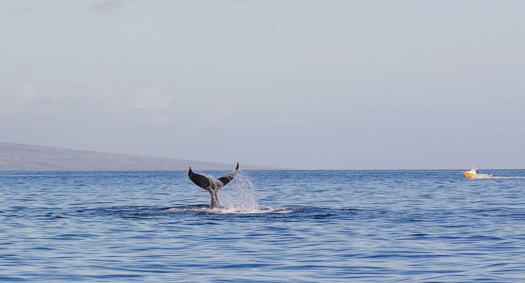 5 Best Whale Watching Destinations